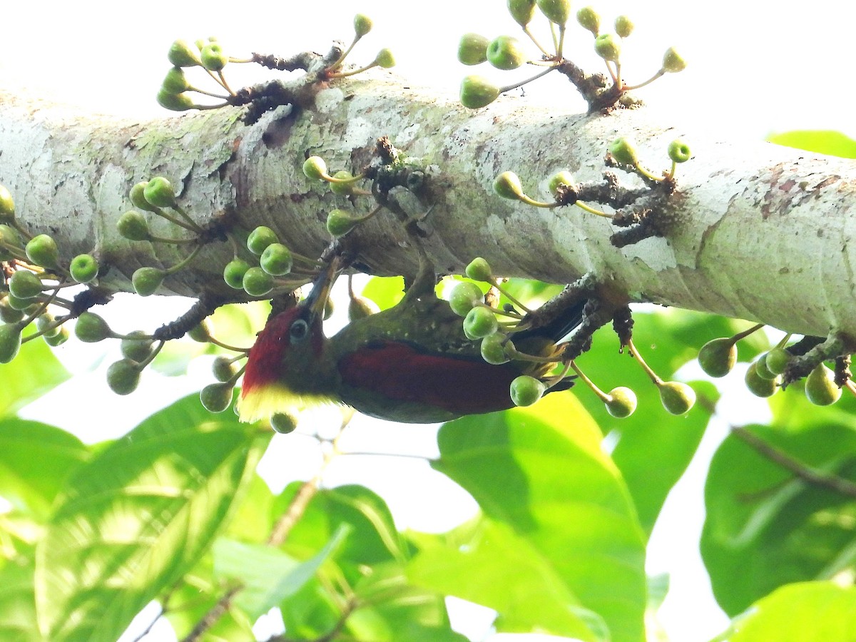 Crimson-winged Woodpecker - ML644351528