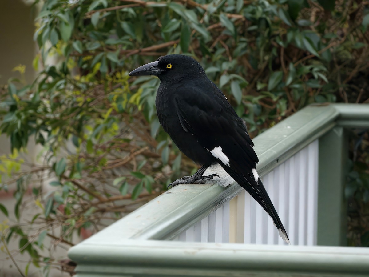 Verdugo Pío - ML644351543