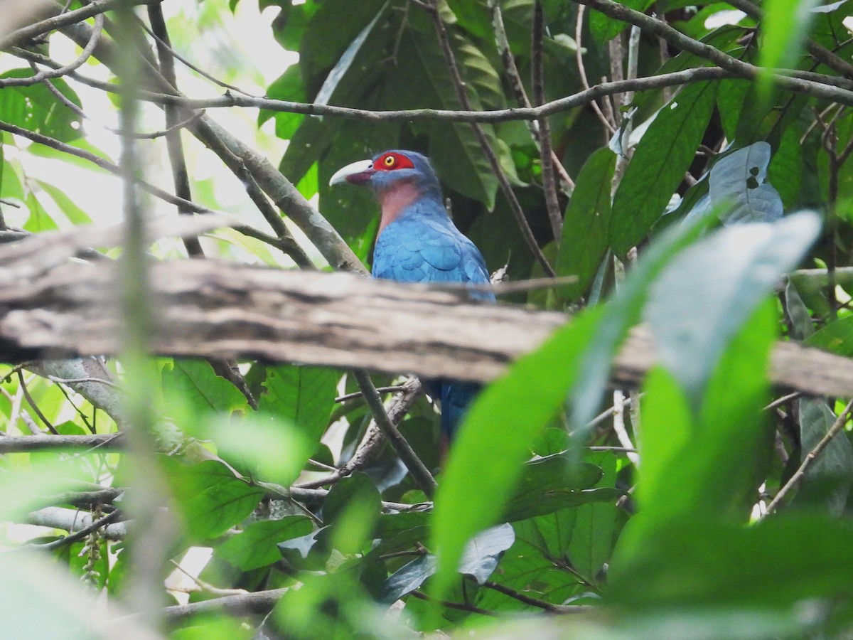 Chestnut-breasted Malkoha - ML644351547