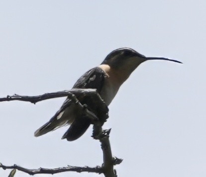 Colibri de Fanny - ML644351558