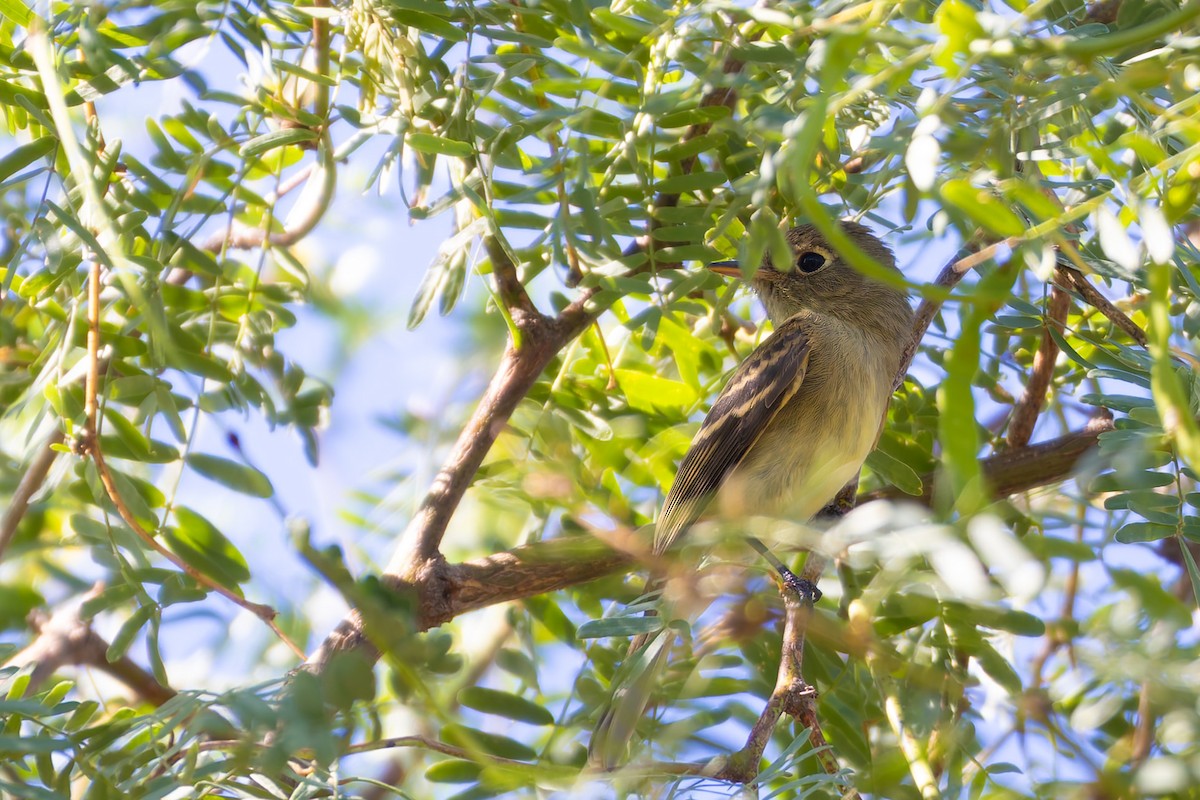 Western Flycatcher - ML644351566