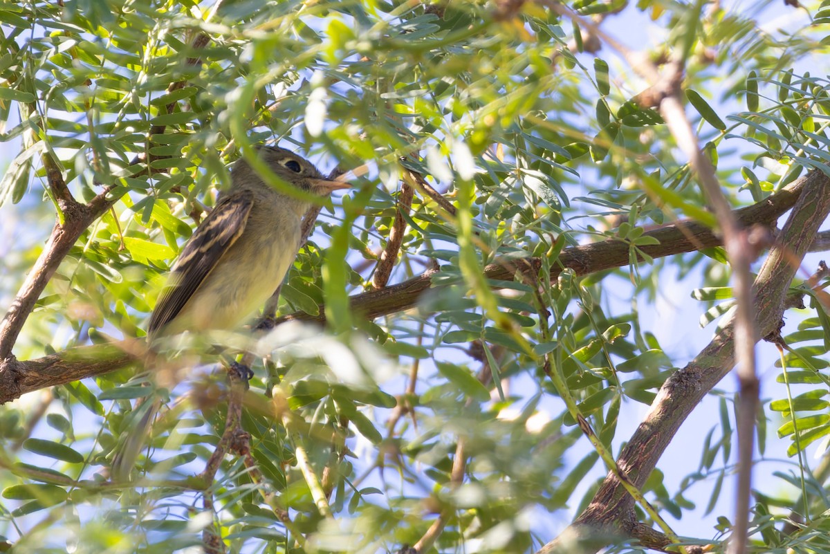 Western Flycatcher - ML644351567