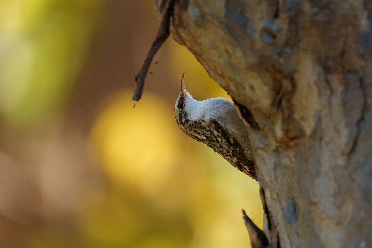 Brown Creeper - ML644351590