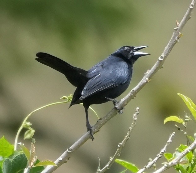 Scrub Blackbird - ML644351596