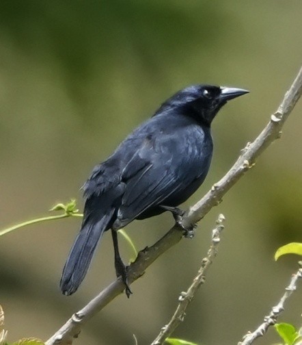 Scrub Blackbird - ML644351597