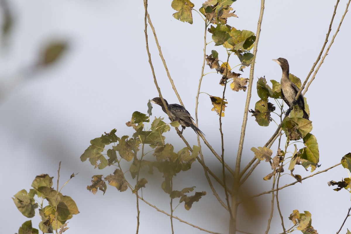 Pygmy Cormorant - ML644351598