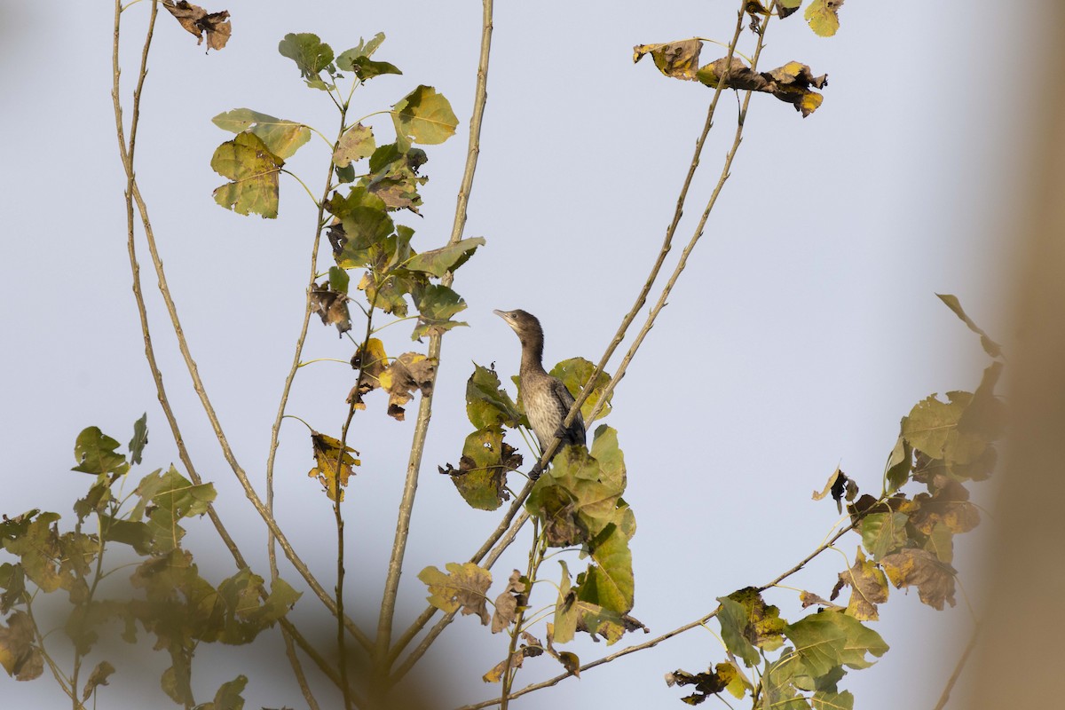 Pygmy Cormorant - ML644351599