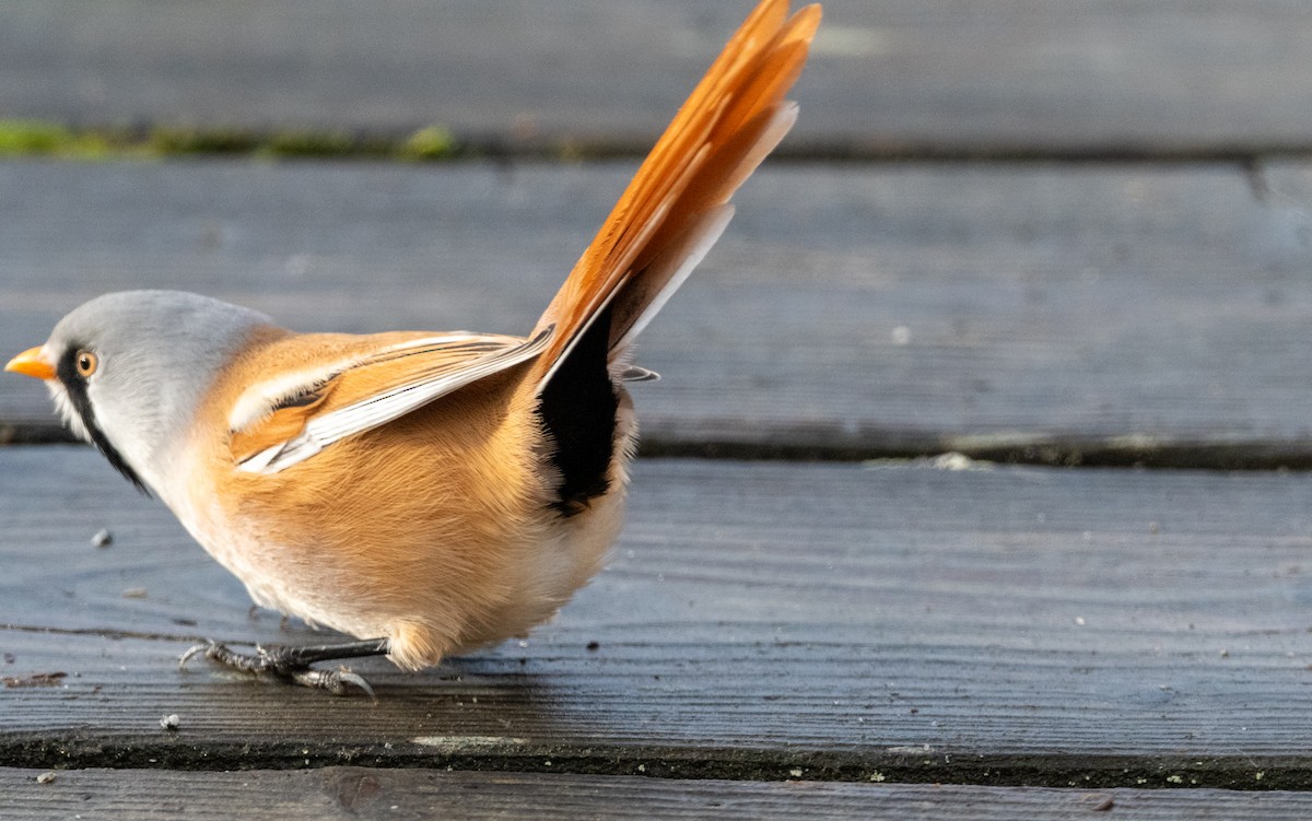 ヒゲガラ - ML644351614