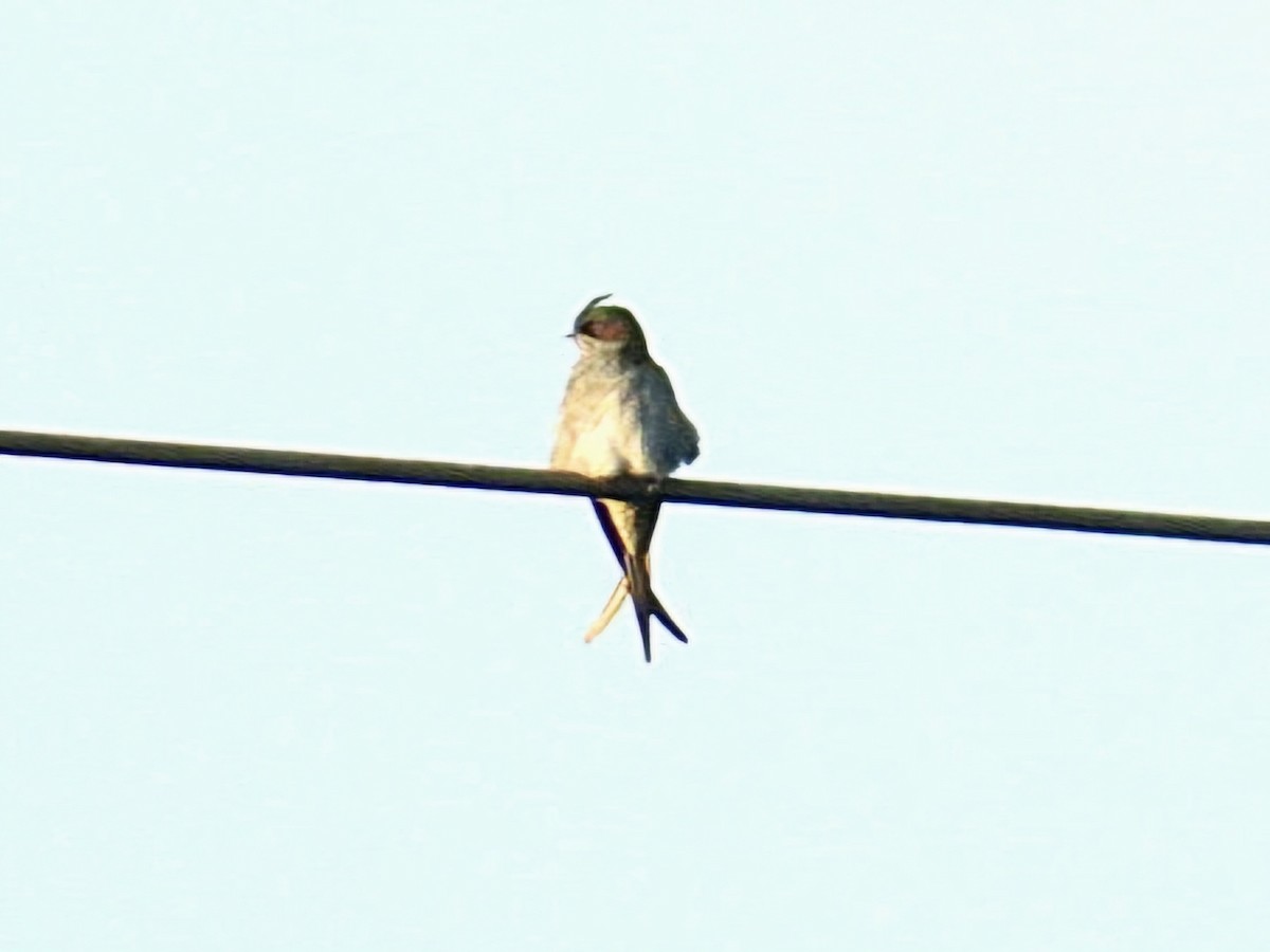 カンムリアマツバメ - ML644351618