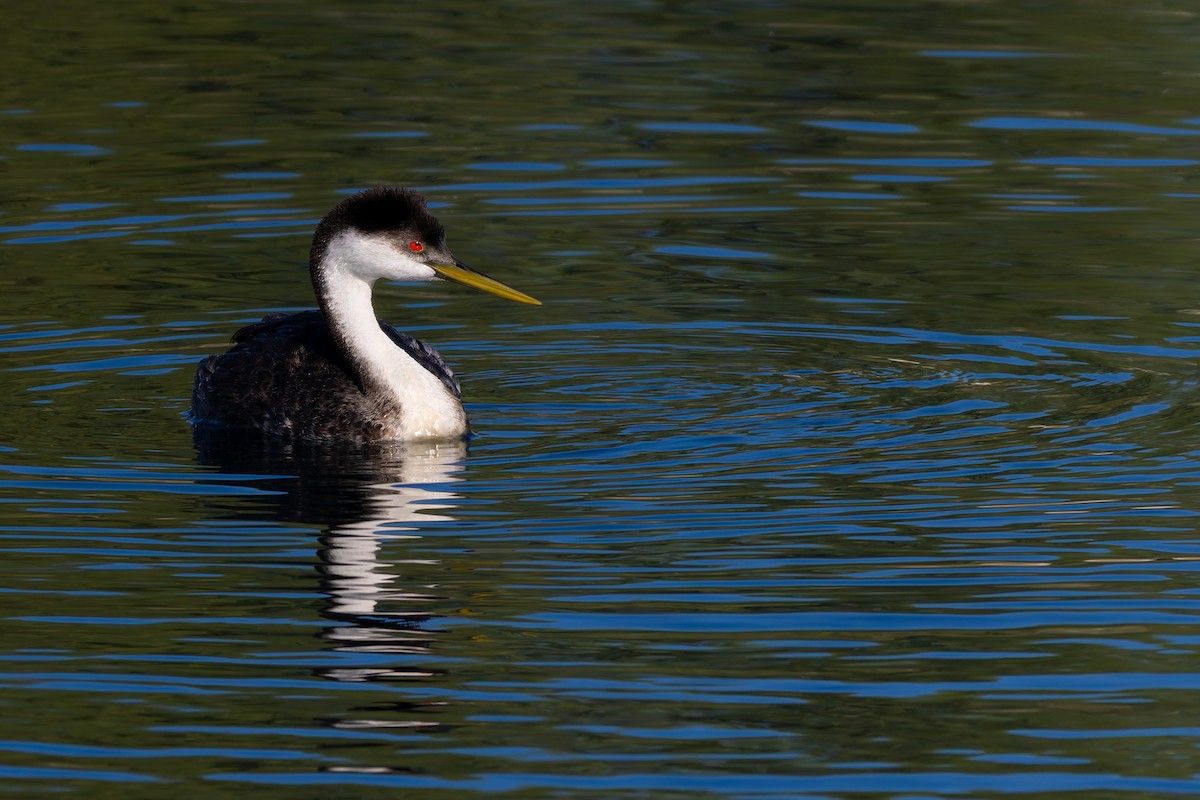 Renntaucher - ML644351619