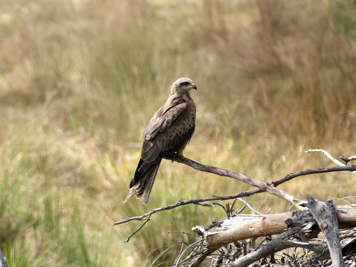 Сохор элээ - ML644351620