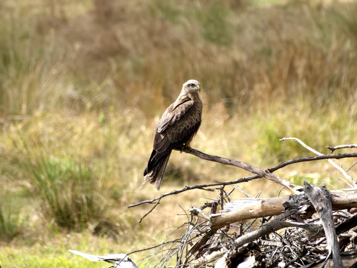 Сохор элээ - ML644351621