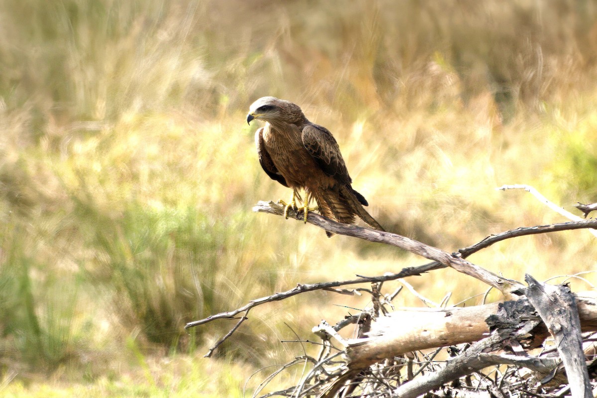 Сохор элээ - ML644351622