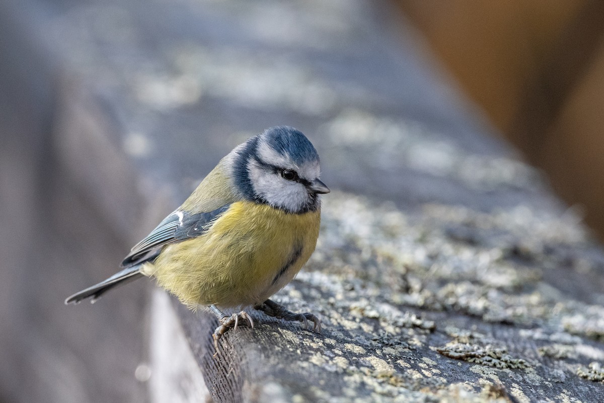 Eurasian Blue Tit - ML644351623