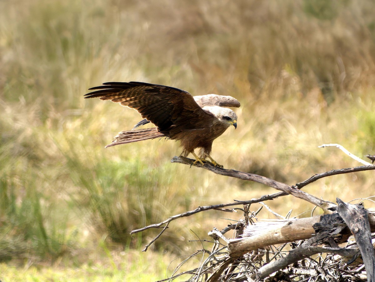 Сохор элээ - ML644351624