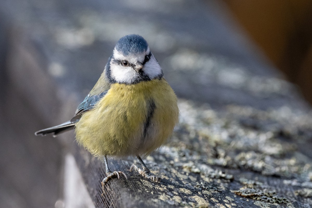 Eurasian Blue Tit - ML644351625