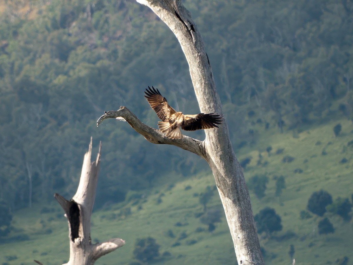 Whistling Kite - ML644351636