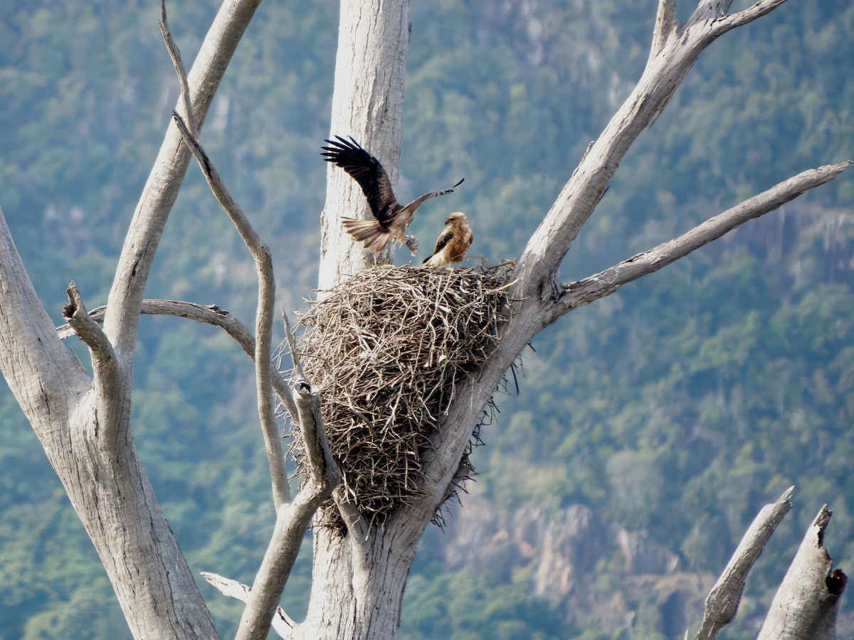 Whistling Kite - ML644351637