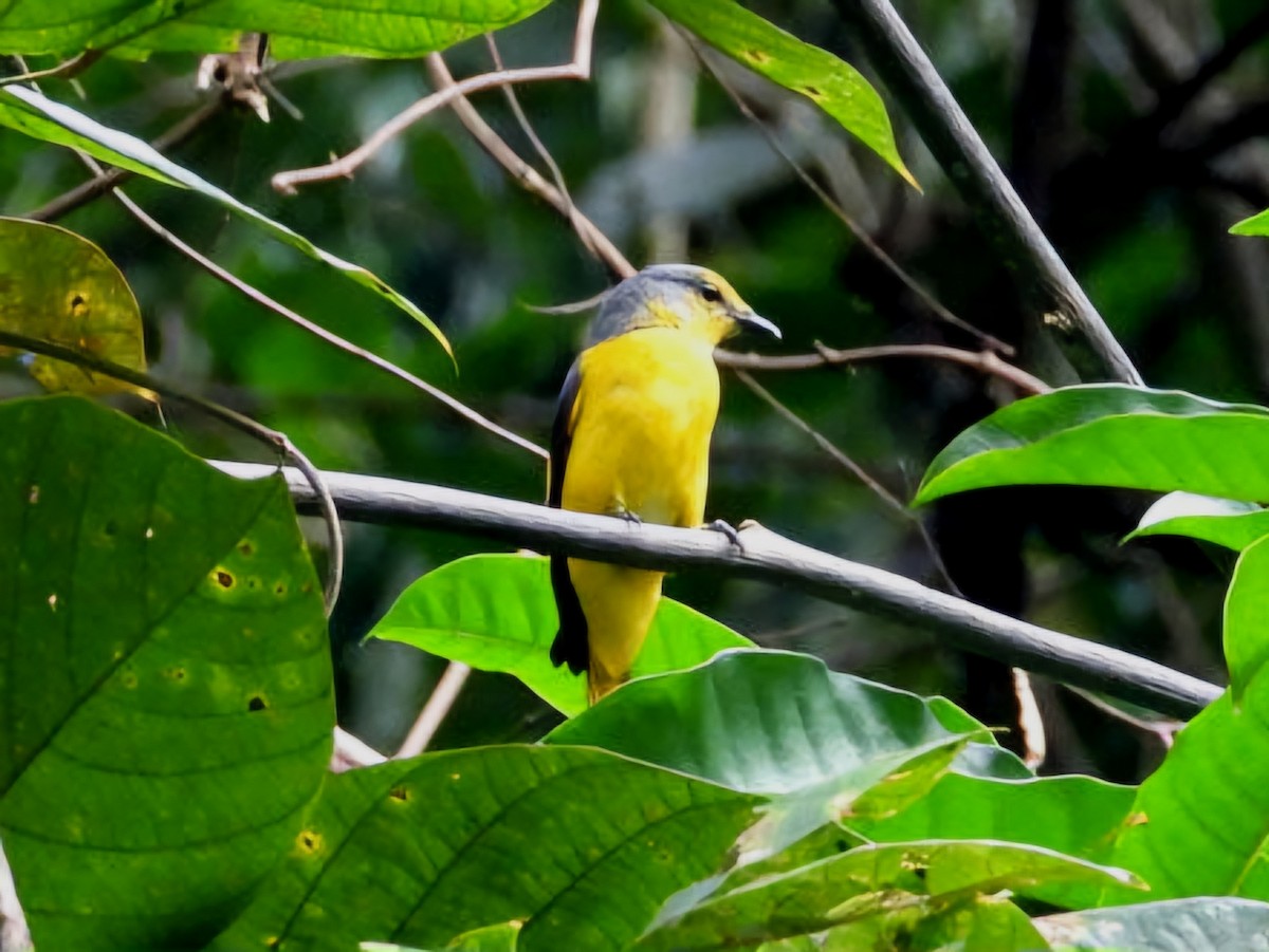 Scarlet Minivet - ML644351641