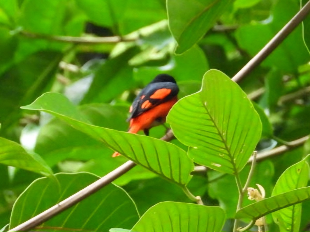 Scarlet Minivet - ML644351642