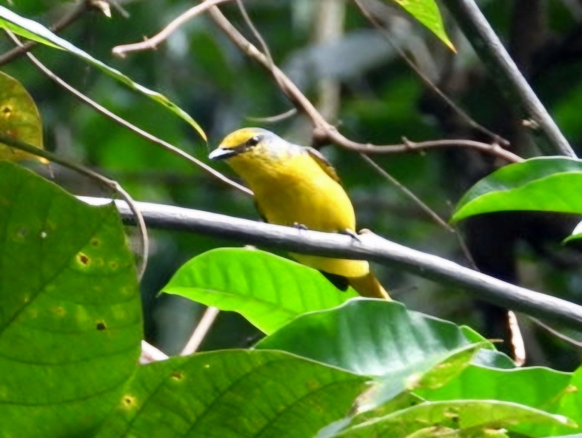 Scarlet Minivet - ML644351643