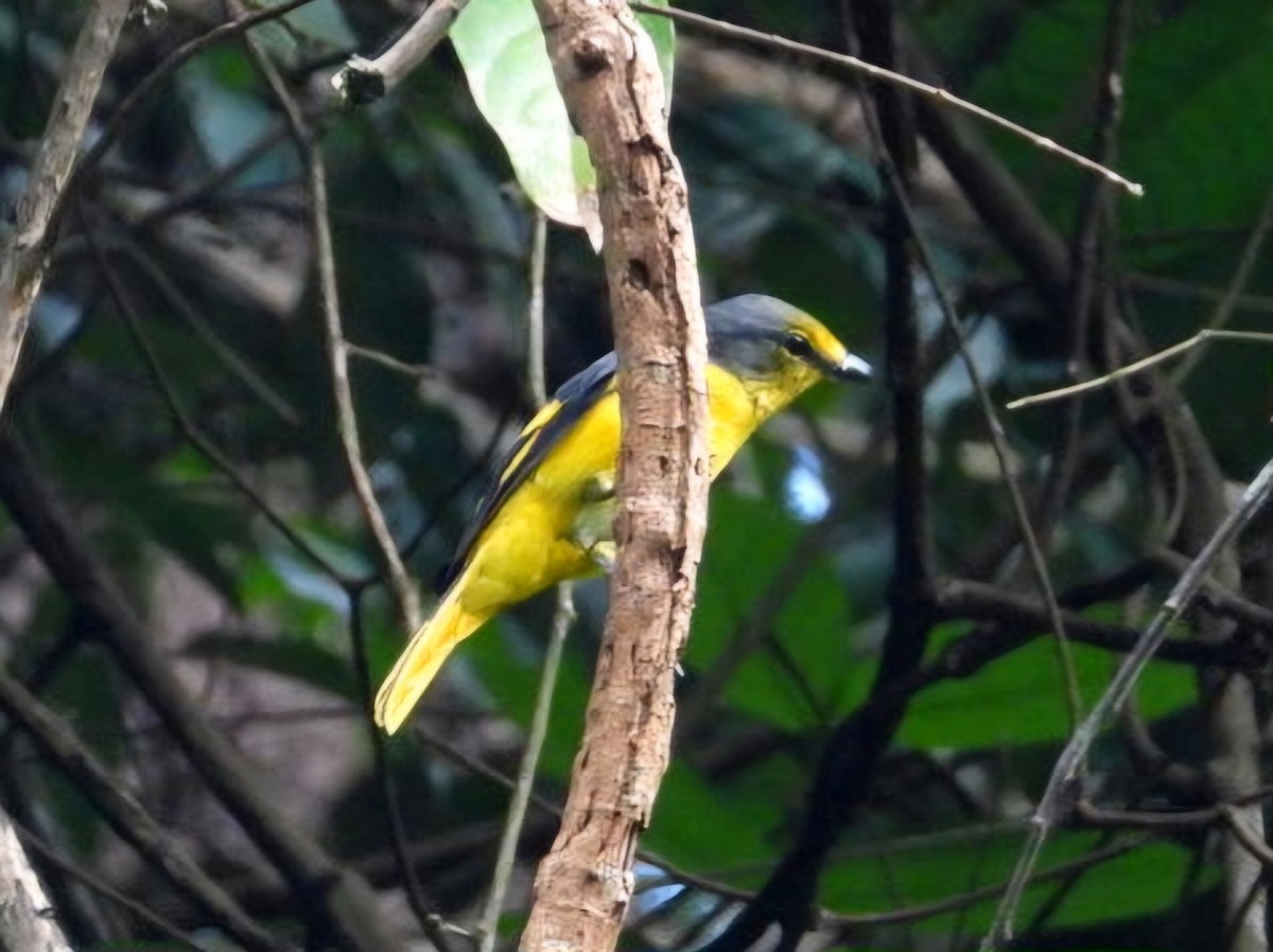 Scarlet Minivet - ML644351644