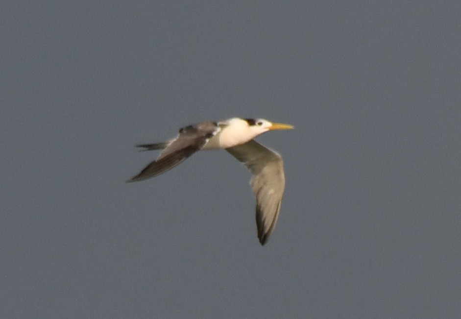 Крячок жовтодзьобий - ML644351652