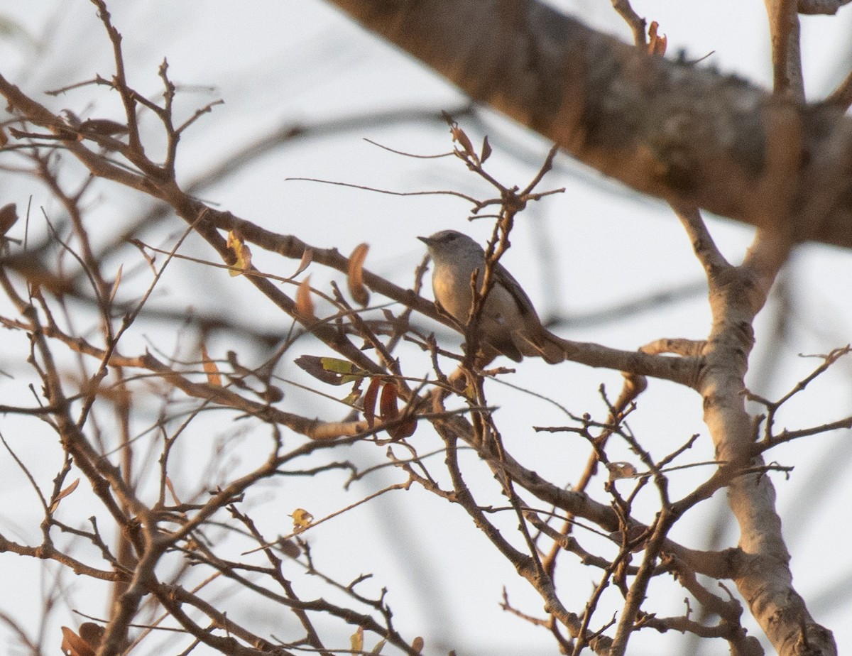 Gray Tit-Flycatcher - ML644351685