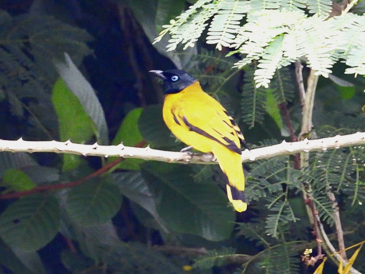 Black-headed Bulbul - ML644351690