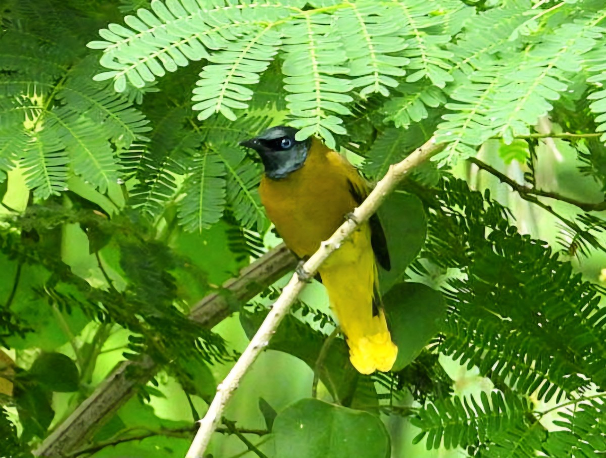 Black-headed Bulbul - ML644351691
