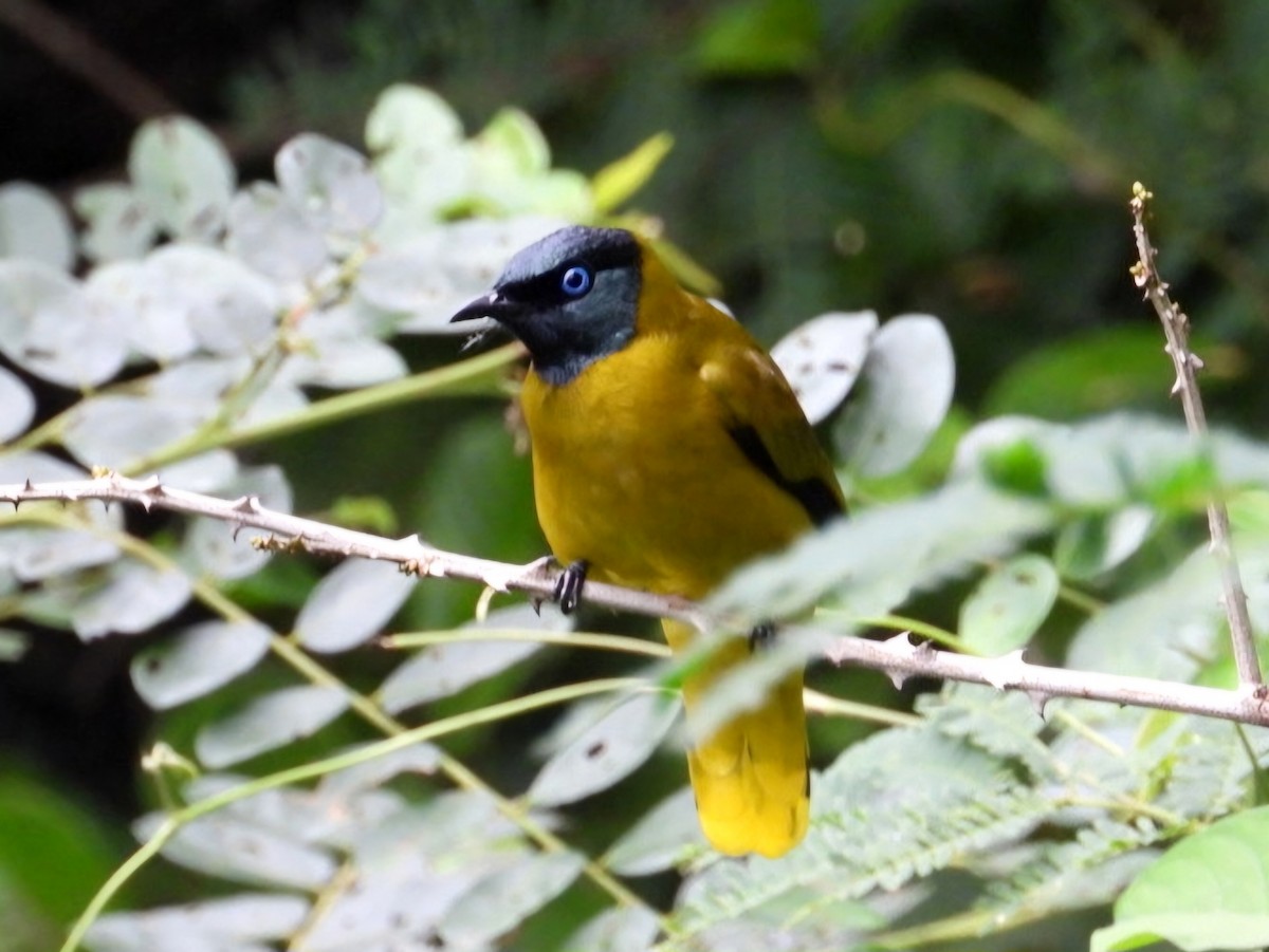 Black-headed Bulbul - ML644351692