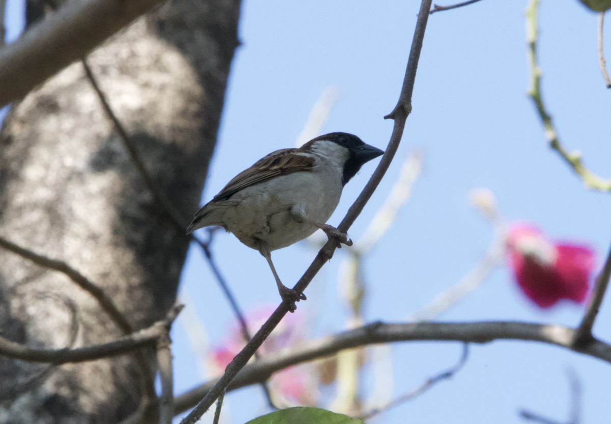 House Sparrow (Indian) - ML644351694