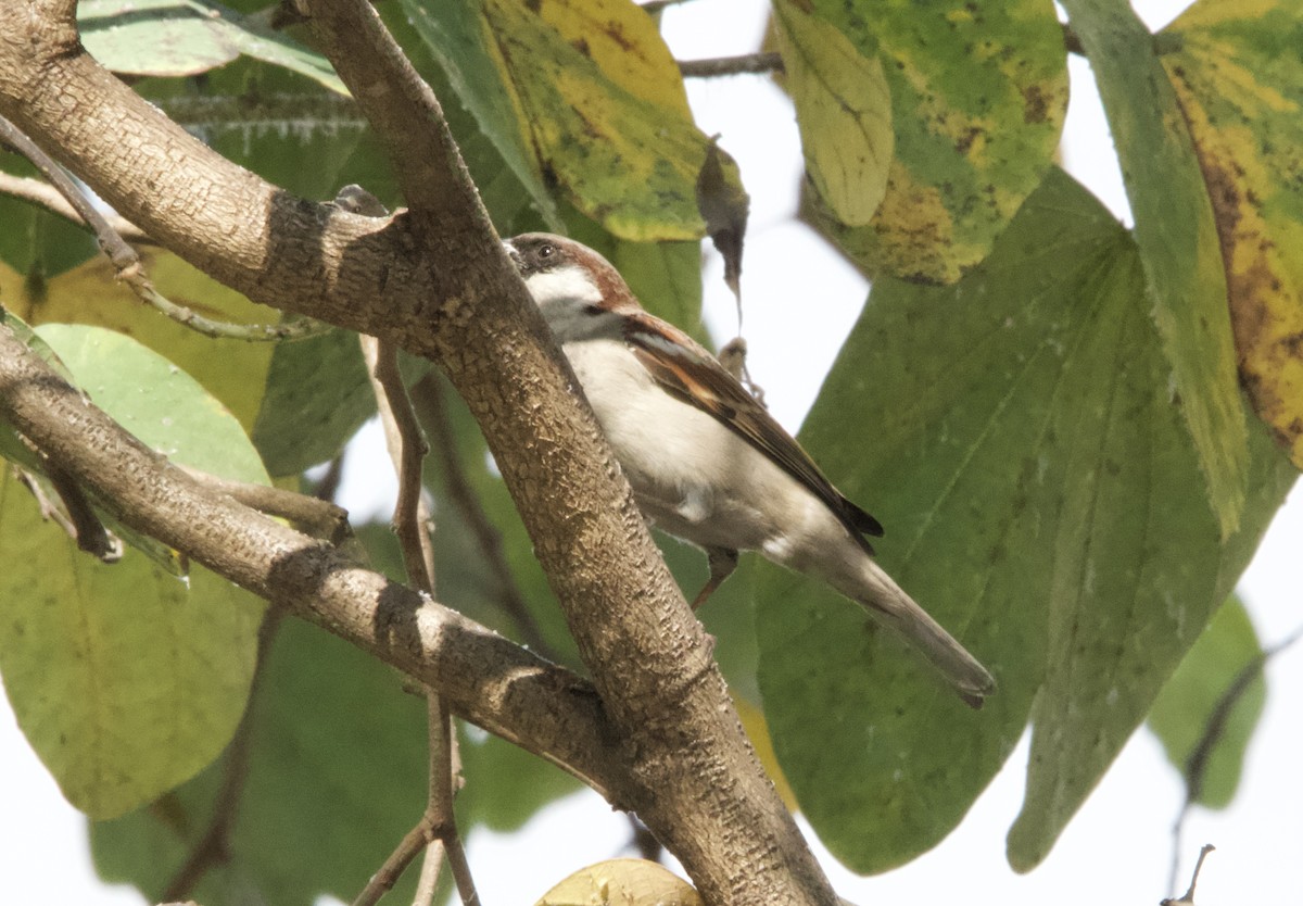 House Sparrow (Indian) - ML644351695