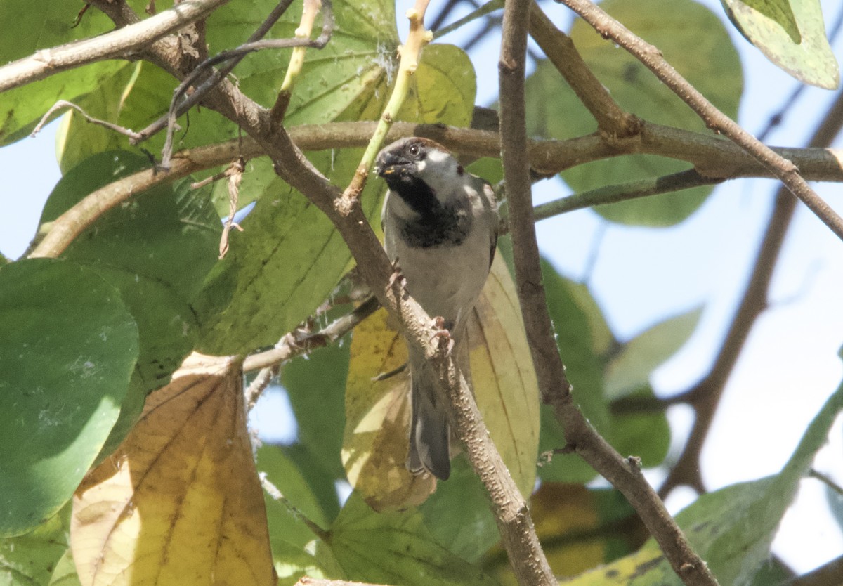 House Sparrow (Indian) - ML644351696