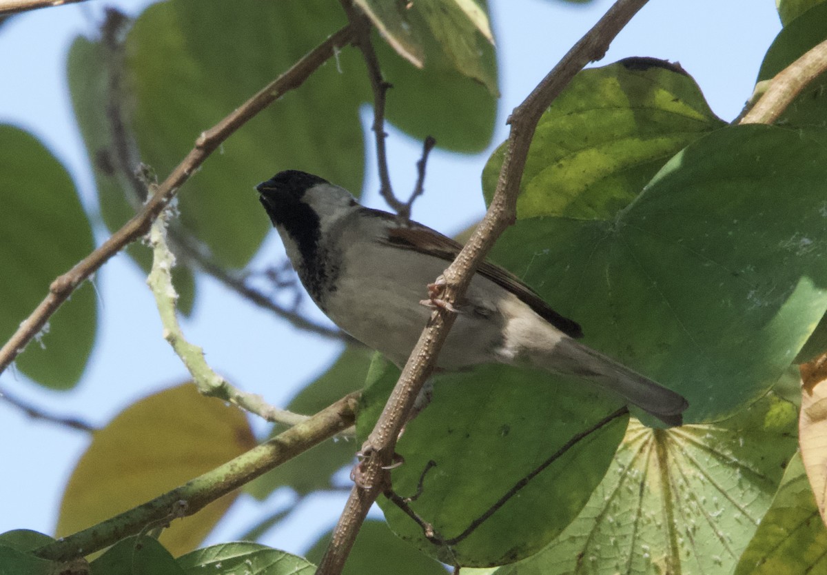 House Sparrow (Indian) - ML644351697