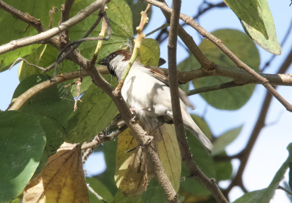 House Sparrow (Indian) - ML644351698