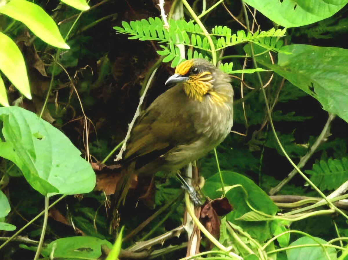 Stripe-throated Bulbul - ML644351705