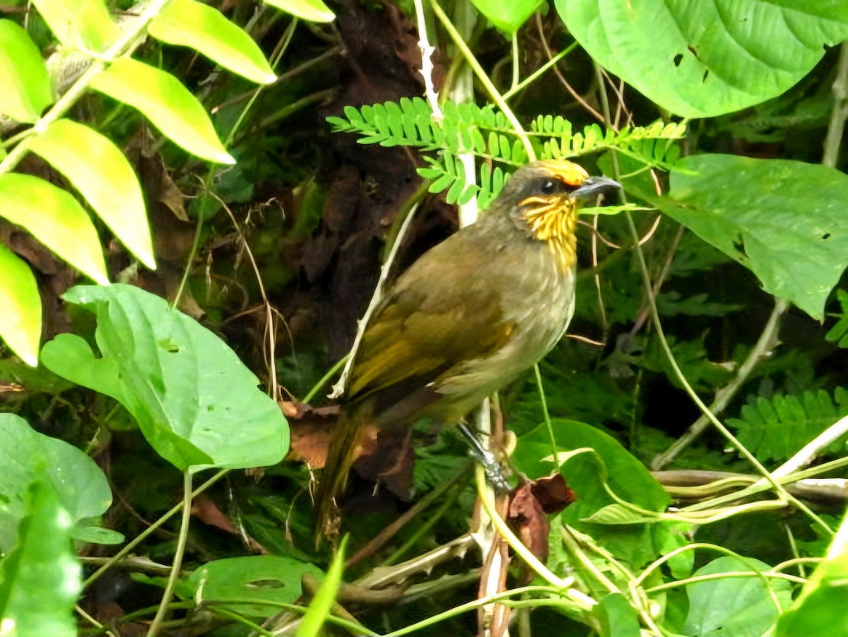 Stripe-throated Bulbul - ML644351706