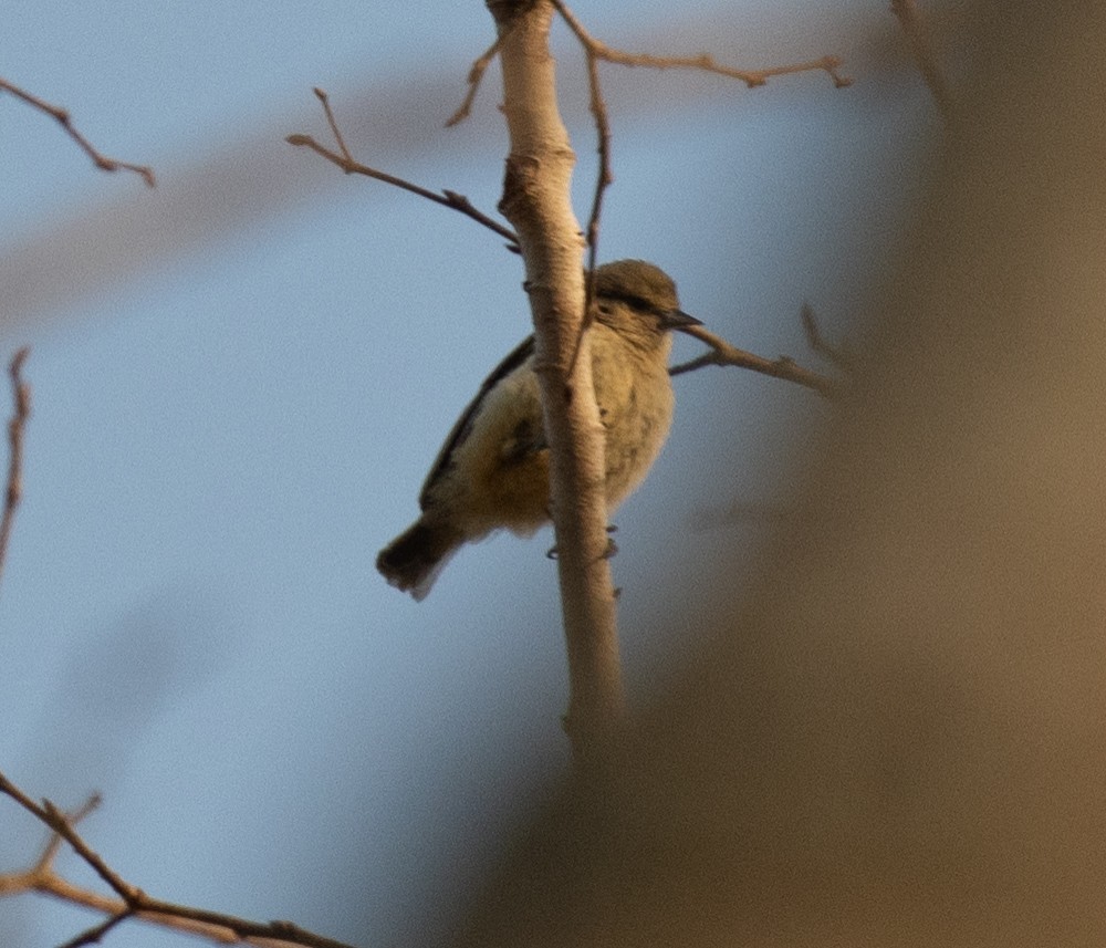 moudivláček africký - ML644351712