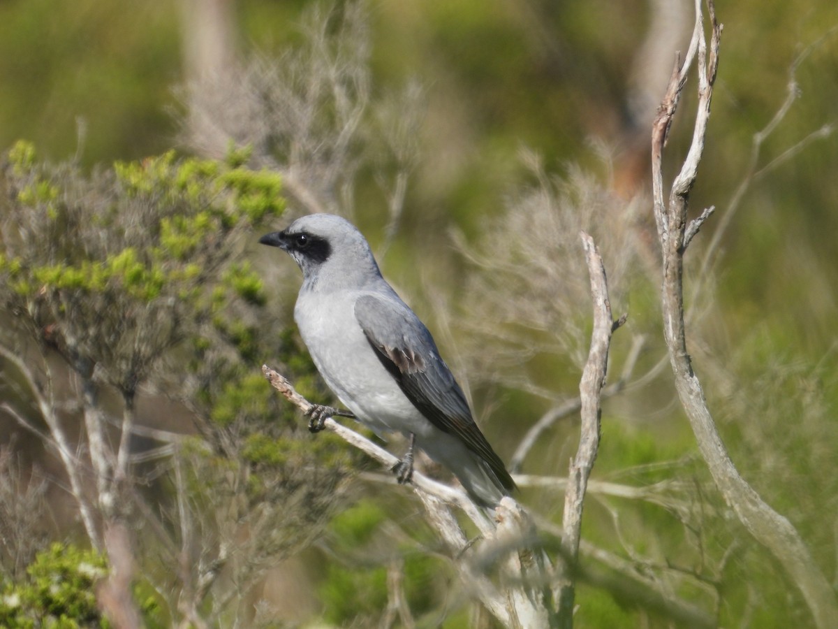 Black-faced Cuckooshrike - ML644351713