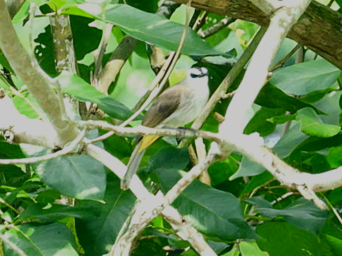 Schwarzzügelbülbül - ML644351715