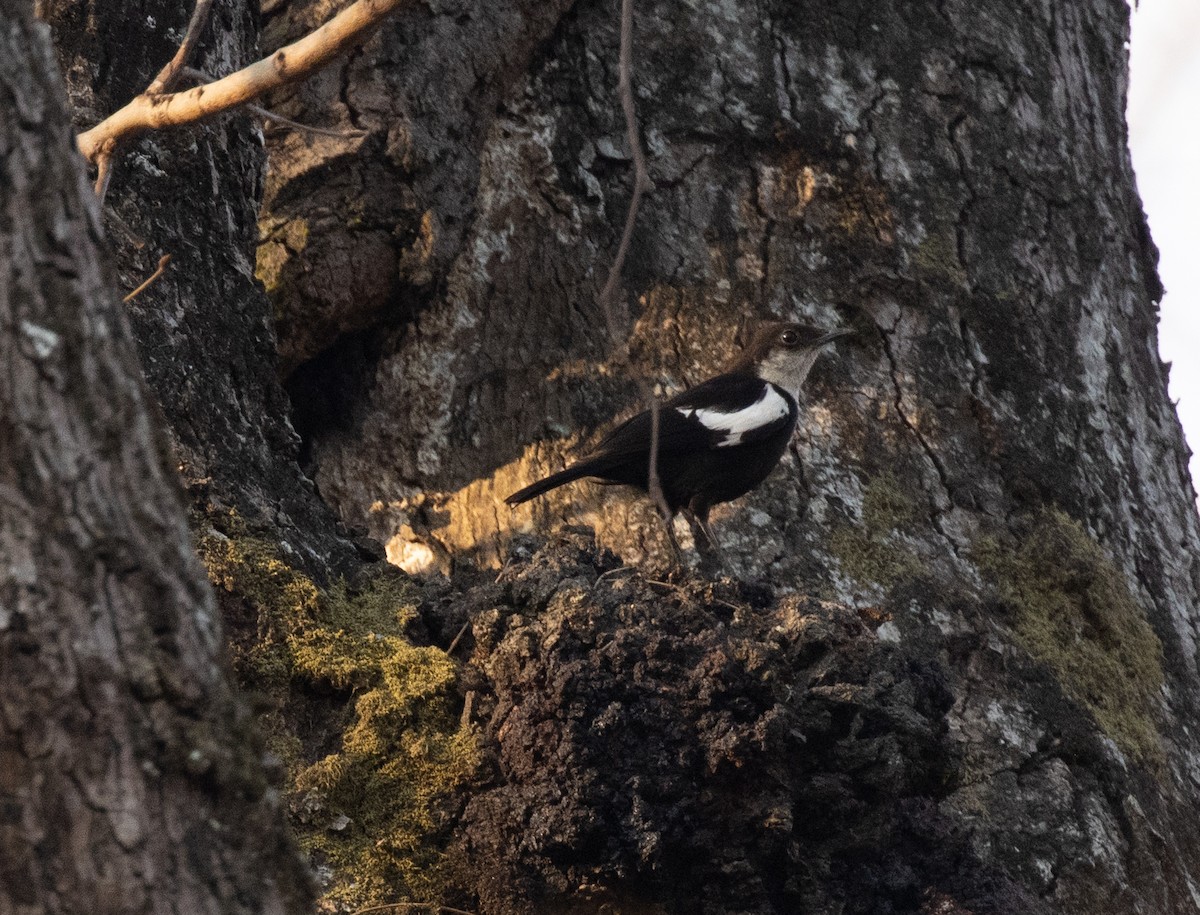 Arnot's Chat - ML644351718