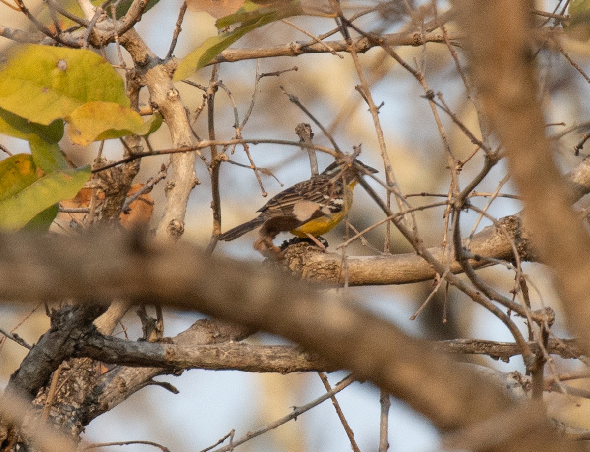 Cabanis's Bunting - ML644351720