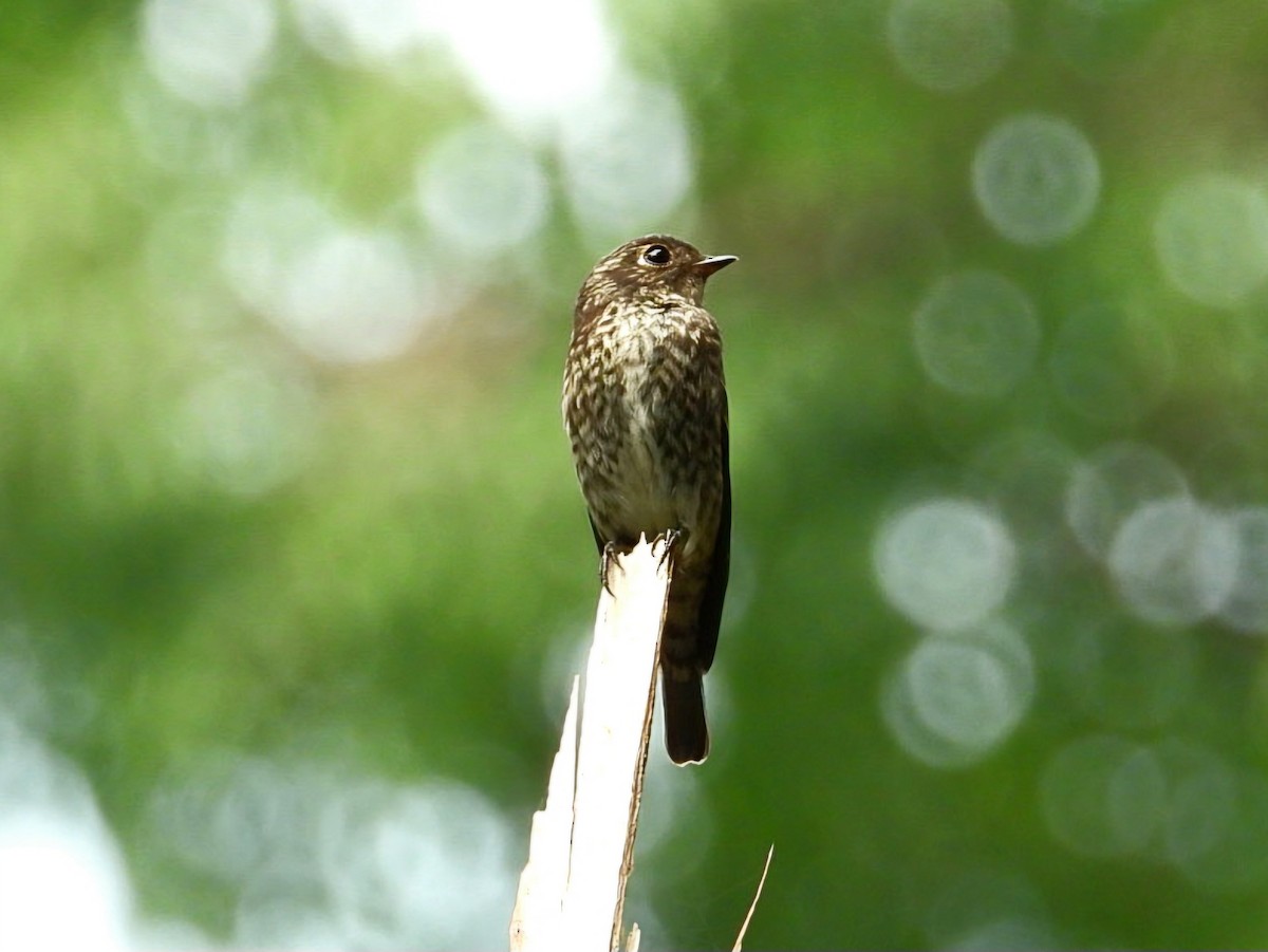 gråflankefluesnapper - ML644351731