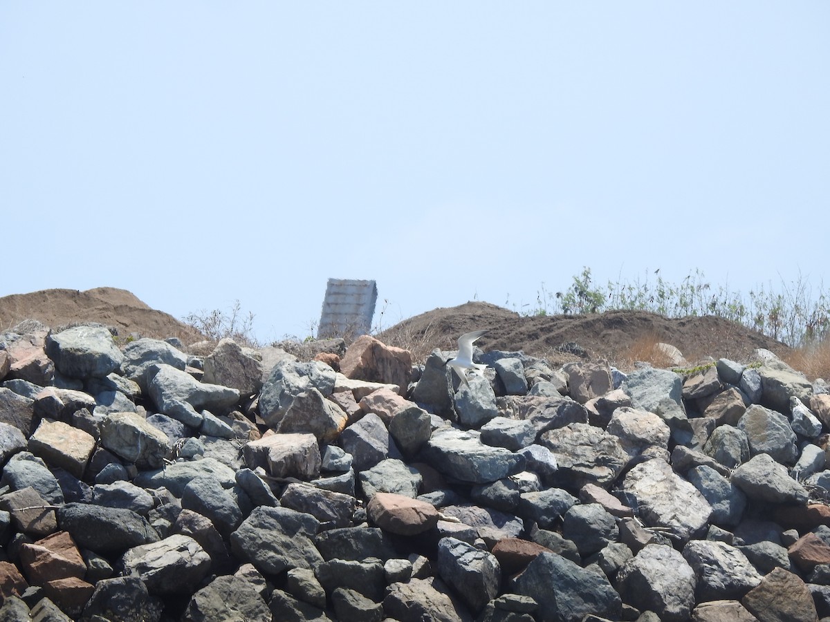 Australian Tern - ML644351739