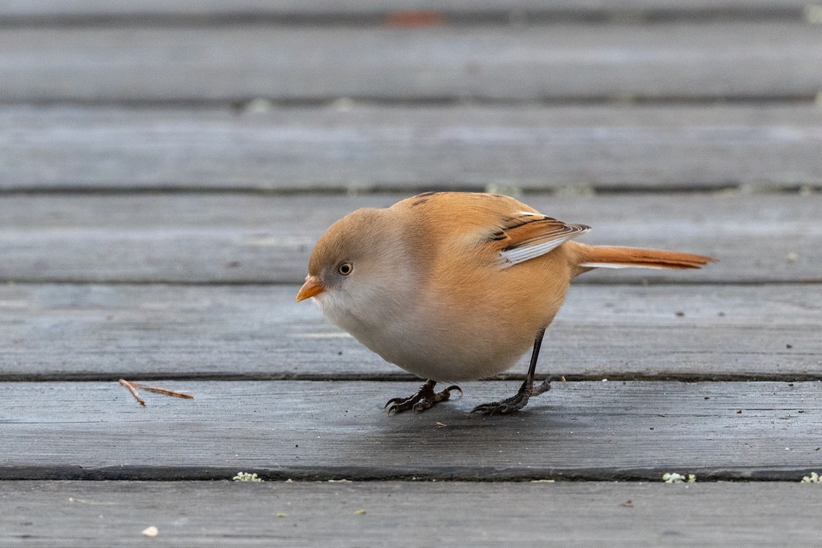 ヒゲガラ - ML644351744