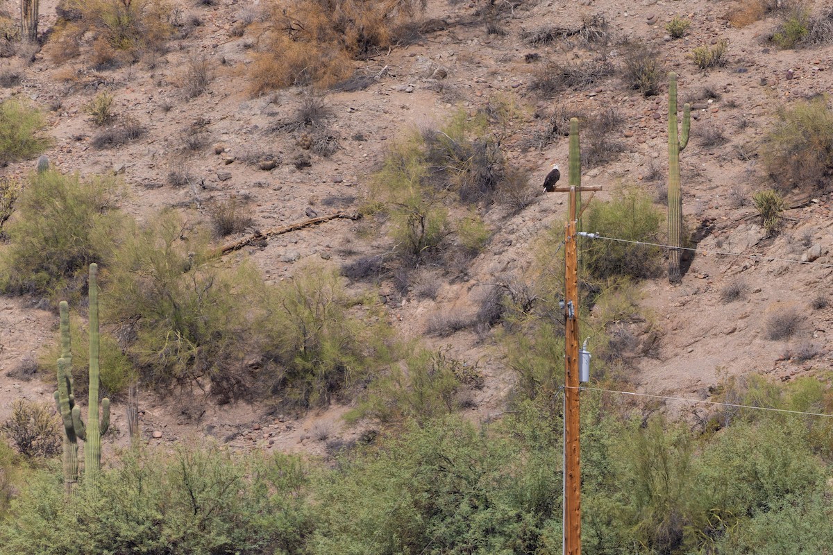עיטם לבן-ראש - ML644351745
