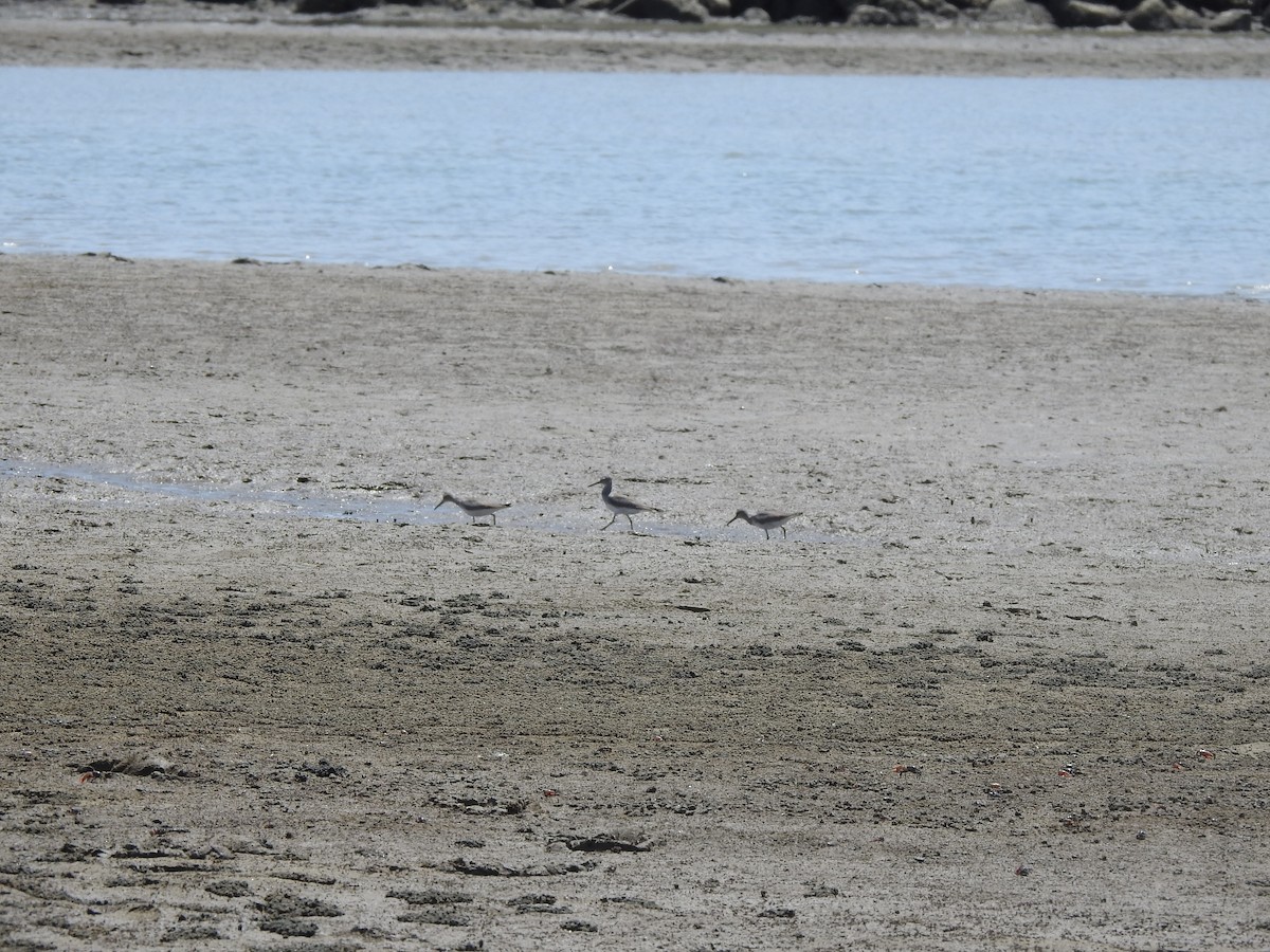 Gray-tailed Tattler - ML644351748