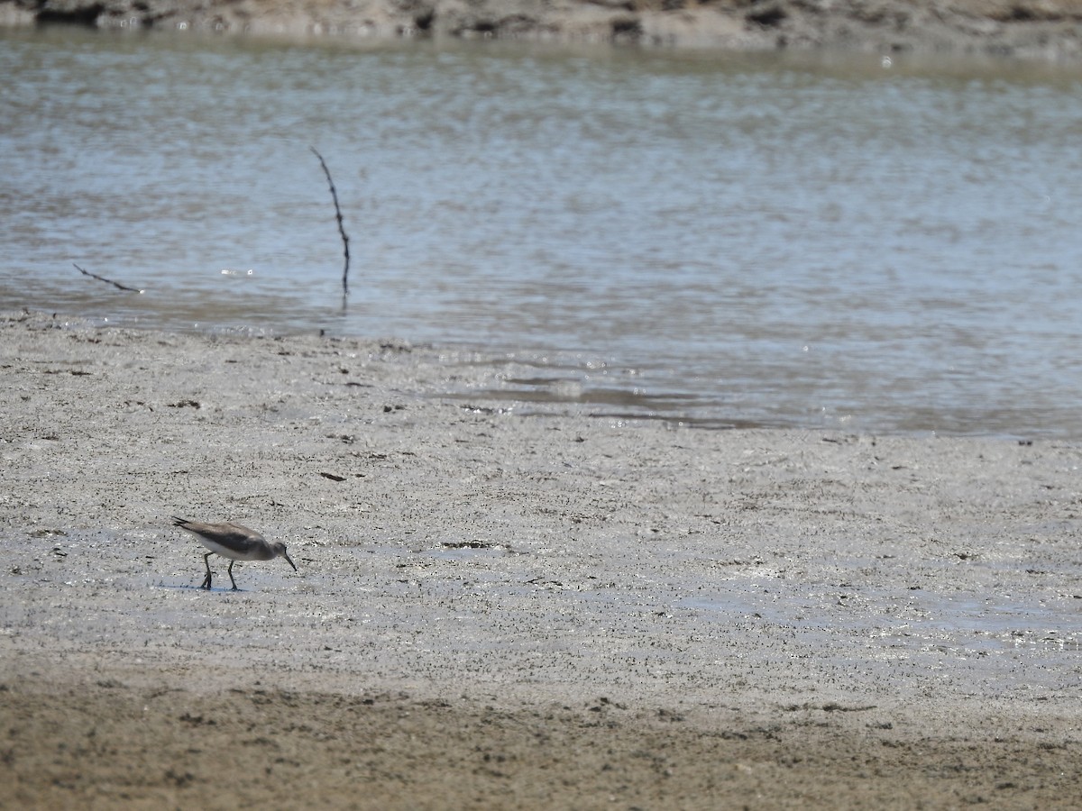 Gray-tailed Tattler - ML644351749