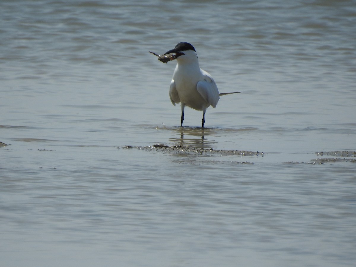 Australian Tern - ML644351752